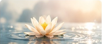 A lotus flower on still water